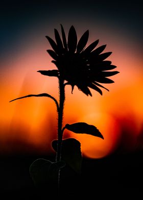 Sunflower sunset 