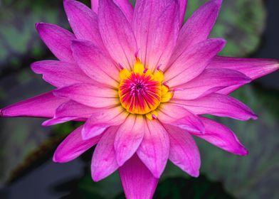 Pink Water Lillie