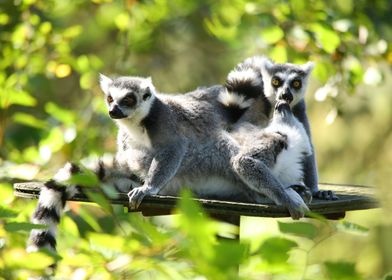 Three Lemurs of Madagascar
