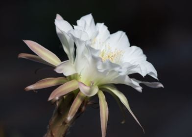 Night Blooming Cereus 