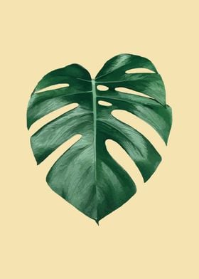 monstera 