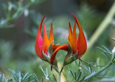 Lotus Vine Flower