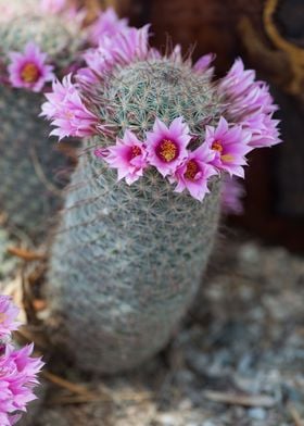 Pink Cactus Flowers