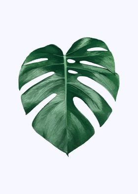 monstera