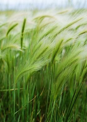 Prairie Grass