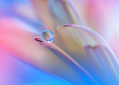 Water Drop On Flower HD wa