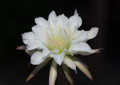 Night Blooming Cereus