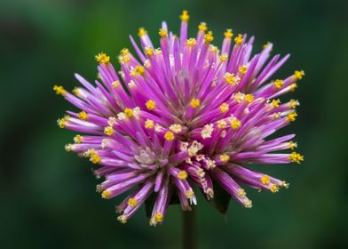 Pink Fireworks Flower