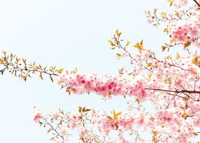 Reaching Sakura branch