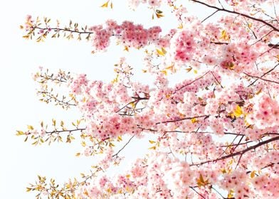 Rich sakura branches