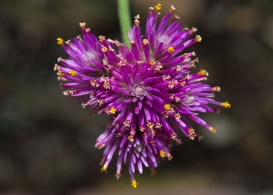 Fireworks Flower Top