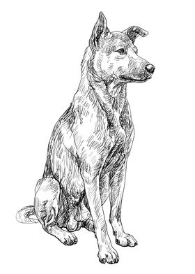 Dog Thai ridgeback breed