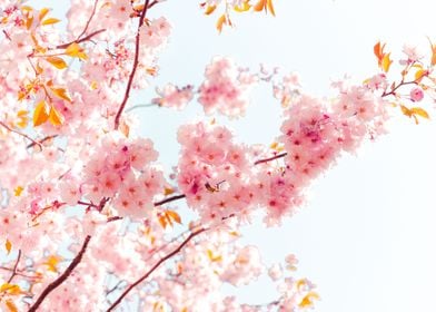 Reaching sakura