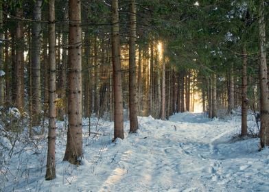 sun tree snow