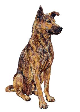 Dog Brown Thai ridgeback