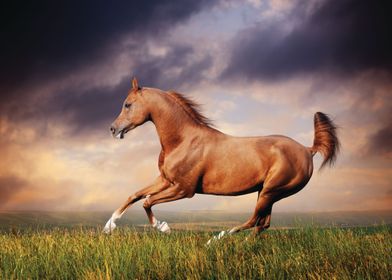 Horse                     