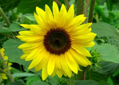 yellow sunflower blossom