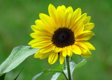 blooming sunflower bloom