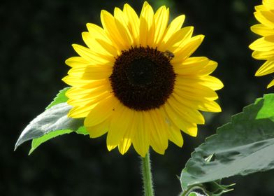 sunflower blossom garden