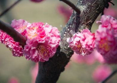 Pink Plum Blossoms