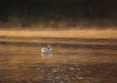 swim white orange bird