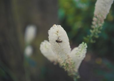 Close up Bee