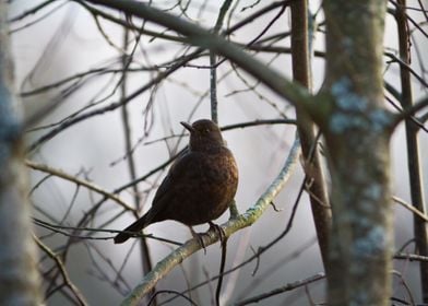 tree black bird