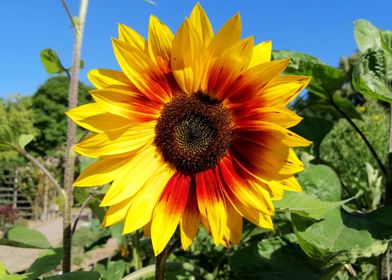 sunflowerfield sunflowers