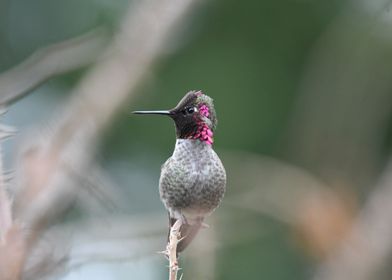 tree small humming bird