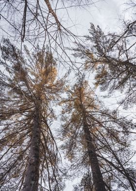 Tall Trees in the Forest