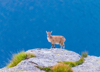 young Ibex perched on rock