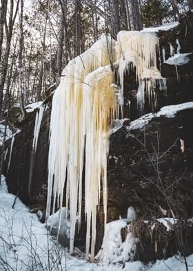 Ice in the Forest