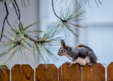 tree wood squirrel cute