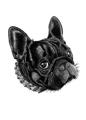 Frenchie 