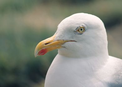 white neck yellow seagul