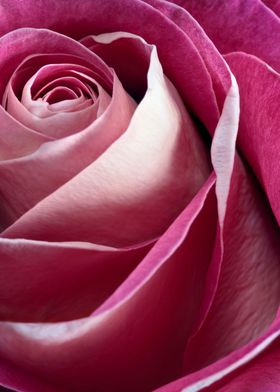 Single pink rose macro