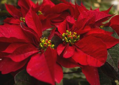 red flower plant christmas