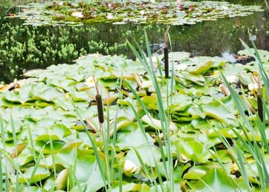 Water plants