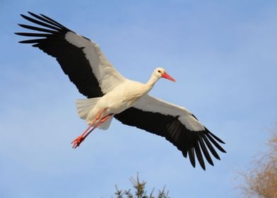 stork poster