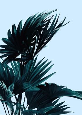 palm tree