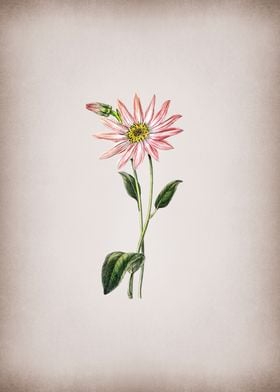 Pink Echinacea Flower