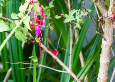 Bee pollinating