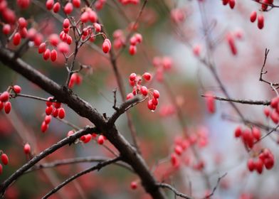 fruit black tree