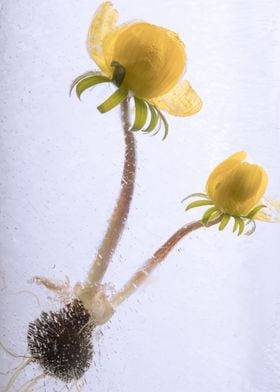 Eranthis hyemalis in ice 1