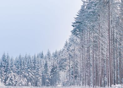 blue trees snow