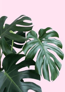 monstera