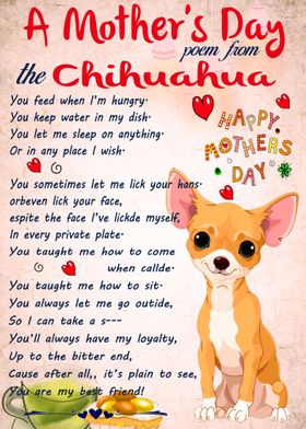 Chihuahua Mothers Day