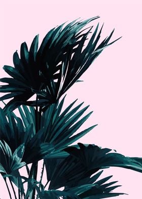 PALM TREE