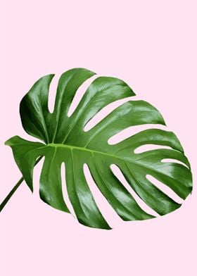 Monstera