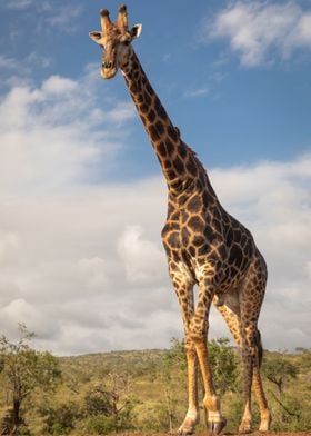 Giraffe                   